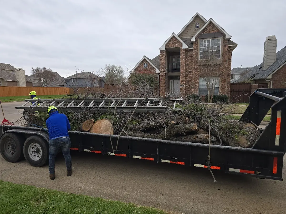 Expert Tree Removal with proper safety equipment in Cosmos